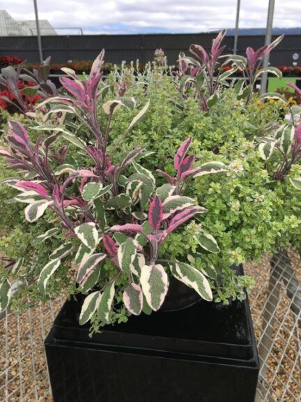Mix a Herb Series (Ernst Benary of America)