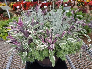 Mix an herb pizza silver from Ernst Benary
