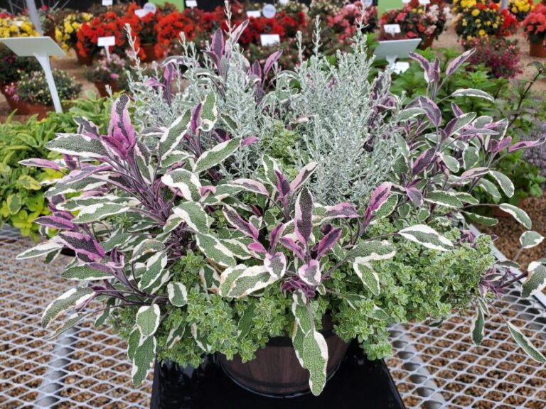Mix an herb pizza silver from Ernst Benary
