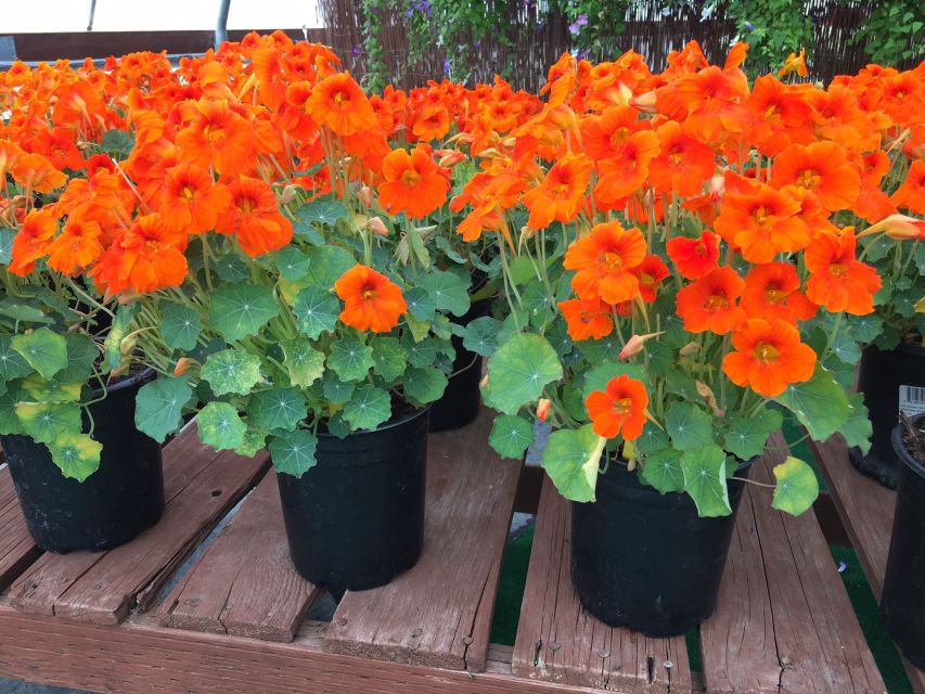 Nasturtium Baby Orange (American Takii, Sahin) Summer Trials