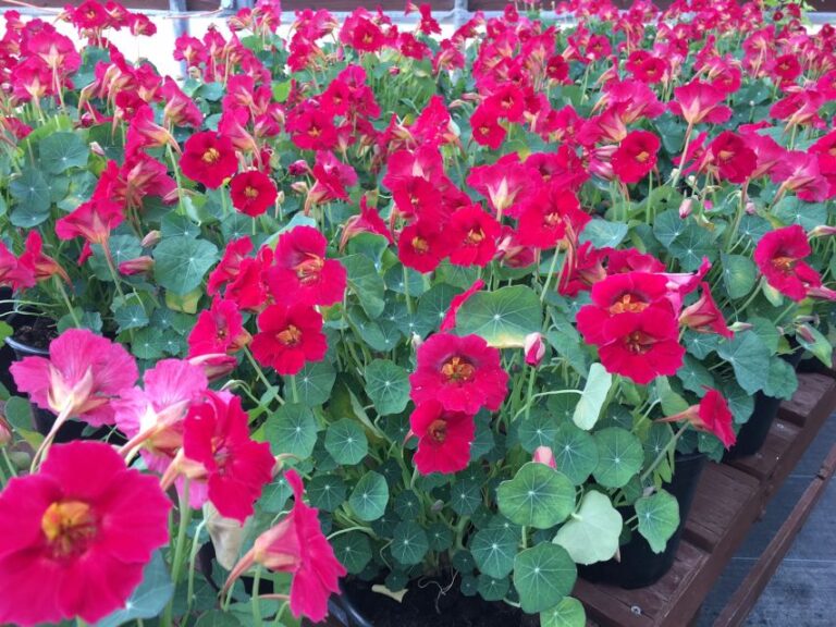 Nasturtium 'Baby Rose' (American Takii, Sahin)