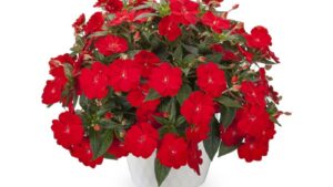 New Impatiens and Shade Options to Debut at CAST 2021