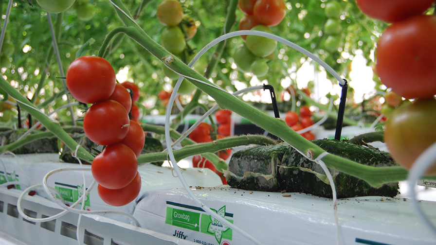 Polylactic acid Growblock on Growbag