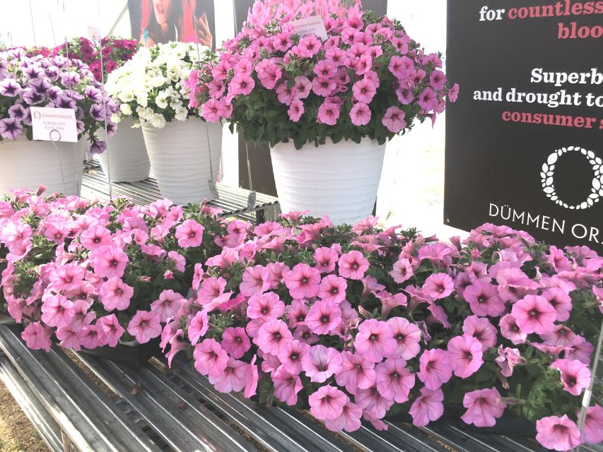 Petunia Durabloom Series (Dümmen Orange) 2022 California Spring Trials