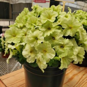 Petunia ‘Limbo Yellow Lime’ (Hem Genetics)