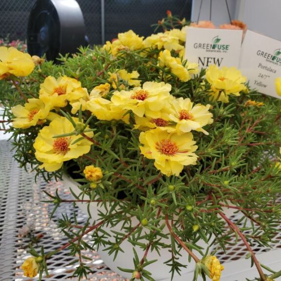 Portulaca 24/7 Series (Green Fuse Botanicals)