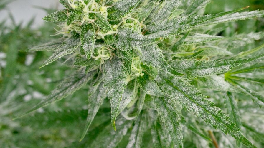 Powdery Mildew in Cannabis Ryan Douglas