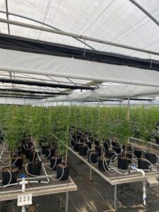 Roseville Farms
