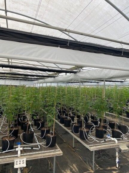 Roseville Farms