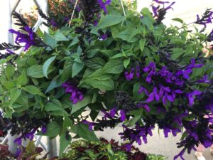 Salvia ‘Hummingbird Falls’ (Dümmen Orange)