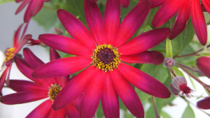 Senetti Offers Cool Colors for the Cool Season