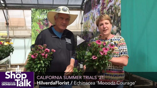 2021 California Summer Trials: A New Echinacea from Hilverdaflorist (Video)