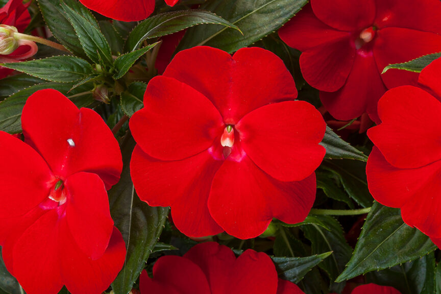 Interspecific New Guinea Impatiens Spectra Series (Syngenta Flowers) 