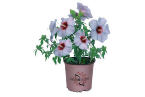 2018 Editor’s and Readers’ Choice Winner: Summer Spice Hardy Hibiscus Series (J. Berry Nursery)