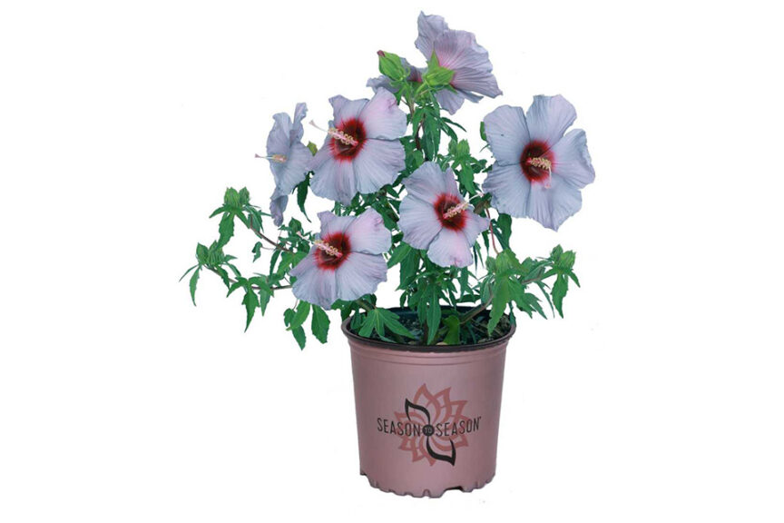 2018 Editor’s and Readers’ Choice Winner: Summer Spice Hardy Hibiscus Series (J. Berry Nursery)
