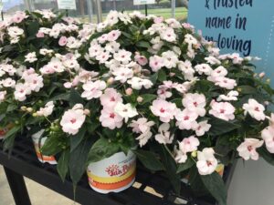 Impatiens SunPatiens ‘Vigorous Sweetheart White’ 