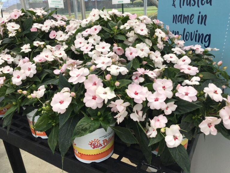 Impatiens SunPatiens ‘Vigorous Sweetheart White’ 