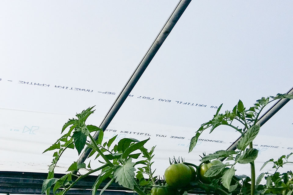 Sunmaster EVO AC film fall crop considerations