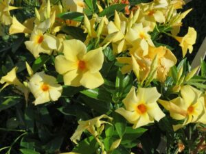 2021 Readers’ Choice Winner: 'Sun Parasol Sunbeam' (Suntory Flowers)