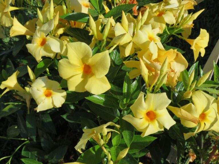 2021 Readers’ Choice Winner: 'Sun Parasol Sunbeam' (Suntory Flowers)