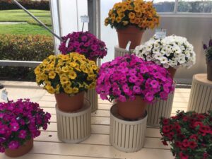 SuperCal Petunias