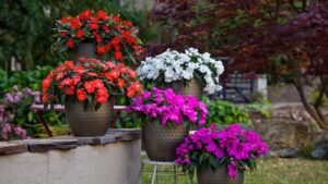 Syngenta Flowers Highlights Top Performers From Summer Trials