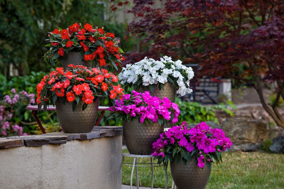 Syngenta Flowers