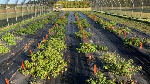 Breeding a More Disease-Resistant Impatiens
