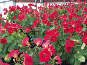 2021 Editor’s Choice Winner: Tropaeolum nasturtium 'Baby Rose' (Sahin/American Takii)