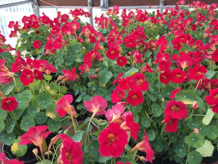 2021 Editor’s Choice Winner: Tropaeolum nasturtium 'Baby Rose' (Sahin/American Takii)