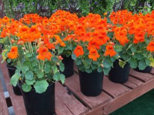Editor’s Choice Award: Tropaeolum ‘Baby Rose/Baby Orange’, Sahin/American Takii