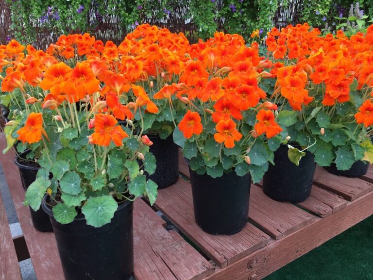 Editor’s Choice Award: Tropaeolum ‘Baby Rose/Baby Orange’, Sahin/American Takii