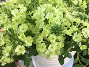 Verbena hybrida ‘Lanai Green Apple’ (Syngenta Flowers)