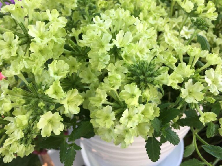 Verbena hybrida ‘Lanai Green Apple’ (Syngenta Flowers)