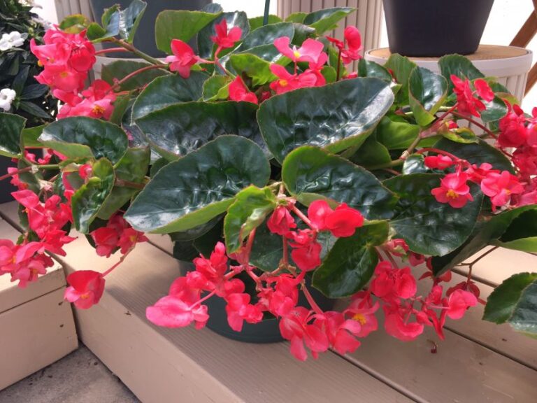Begonia × hybrida ‘Viking Explorer Rose on Green’ and ‘Viking Explorer Red on Green’