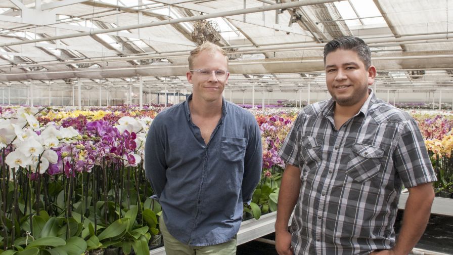 Westerlay Orchids