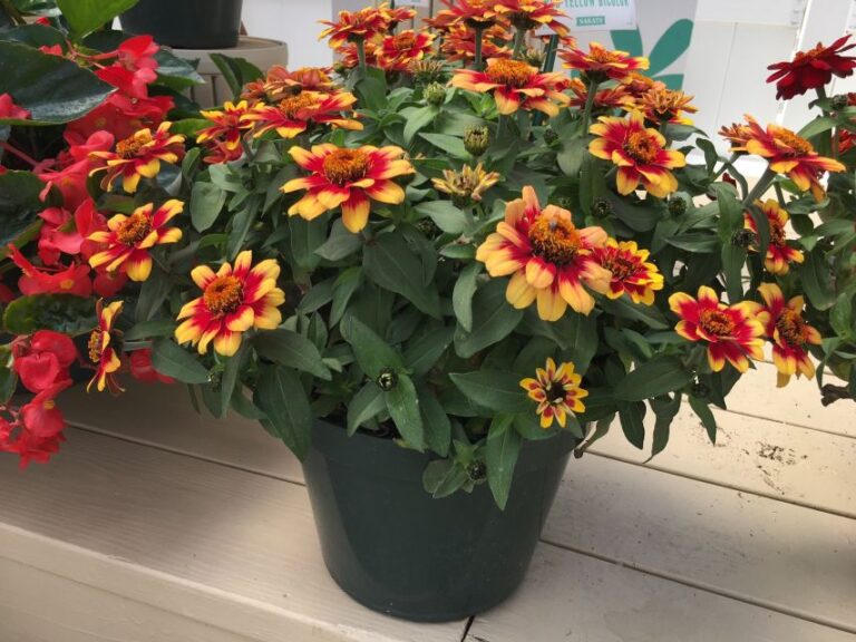 Zinnia ‘Profusion Red Yellow Bicolor’ and ‘Profusion Double Red’