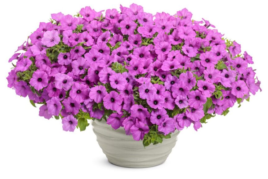 petunia_supertunia_vista_jazzberry Proven Winners