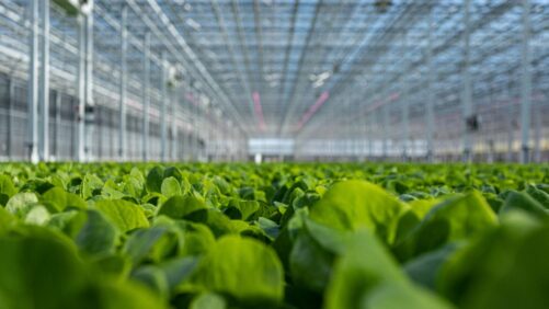 Revol Greens’ Texas Expansion of Lettuce Production Nearing Completion