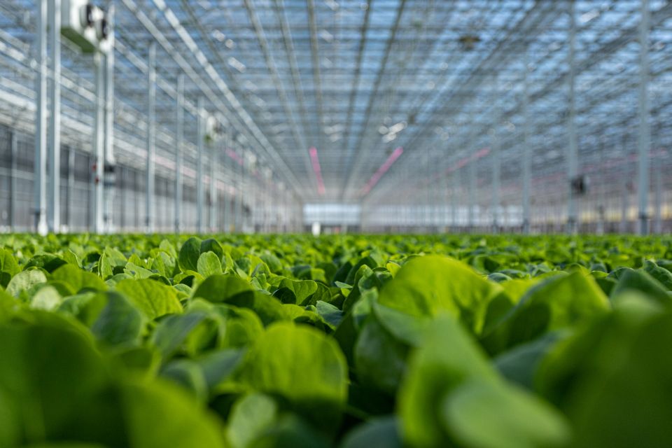 revol-greens-feb21-20