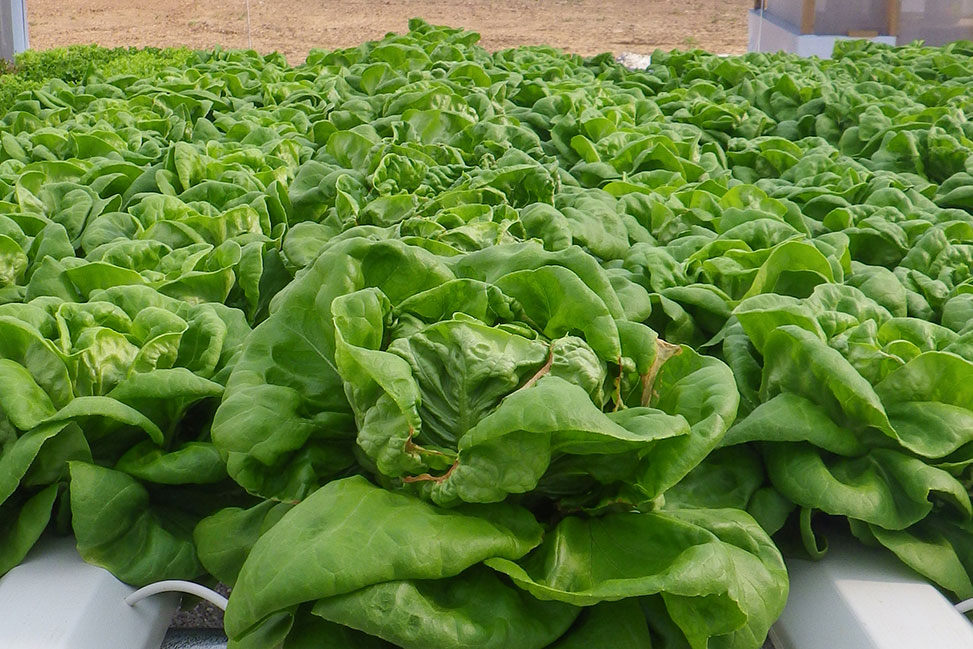 w_Tipburn-on-head-lettuce