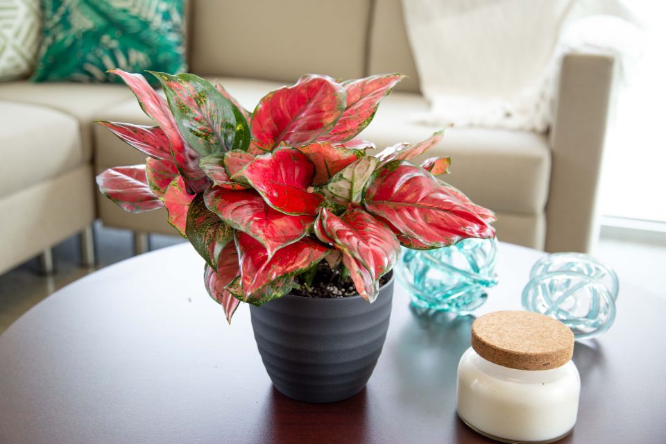 Aglaonema Ultra Pink (Costa Farms Trending Tropicals Collection)