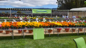 Your Chance to Attend California Spring Trials With Your Peers