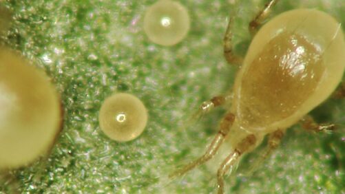 Predatory Mite for Spider Mite Control Now Available in Slow-Release Sachet