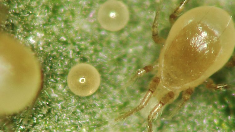 BioPersi+ with eggs