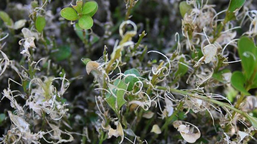 Box Tree Moth Feeding Damage