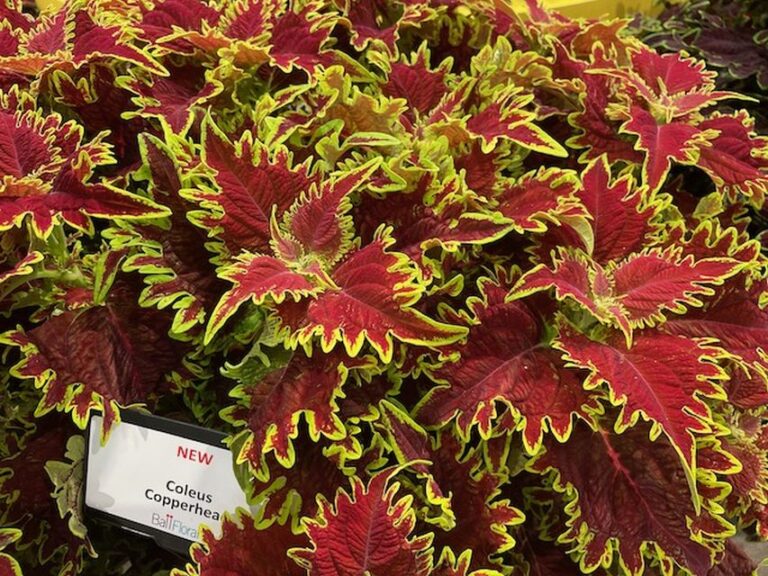 Coleus 'Copperhead' (Ball FloraPlant)
