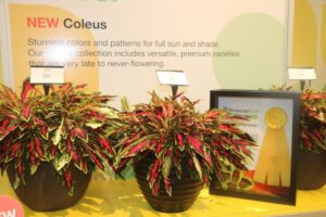 Coleus 'Spitfire' (Ball FloraPlant)