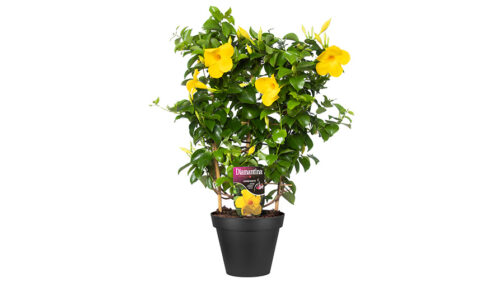 Florensis and Ball Horticulture Company Acquire French Diphladenia and Mandevilla Breeding Program