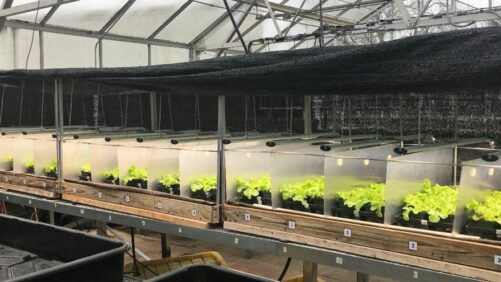 How To Convert Sunny Days to Energy Savings in the Greenhouse